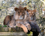 Newquay Zoo Image